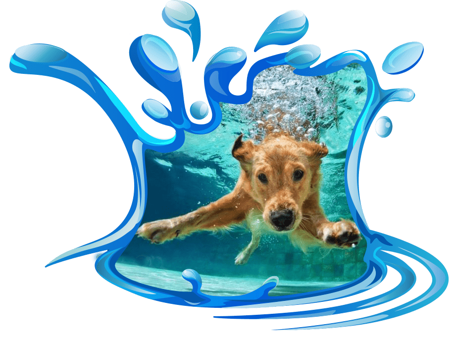 taking a doggie dip